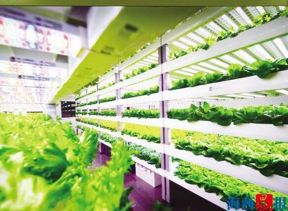 厦门首富“跨界”种菜 开了一家“植物工厂”